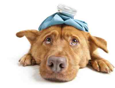pancreatitis in dogs