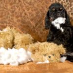 Destructive Chewing: How To Stop A Dog From Chewing Destructive Chewing How To Stop A Dog From Chewing