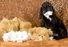 Destructive Chewing: How To Stop A Dog From Chewing Destructive Chewing How To Stop A Dog From Chewing