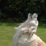 Dog Howling: Why Do Dogs Howl, Cry, Whimper And Whine? Dog Howling Why Do Dogs Howl, Cry, Whimper And Whine