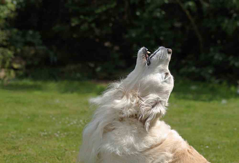 Dog Howling Why Do Dogs Howl, Cry, Whimper And Whine