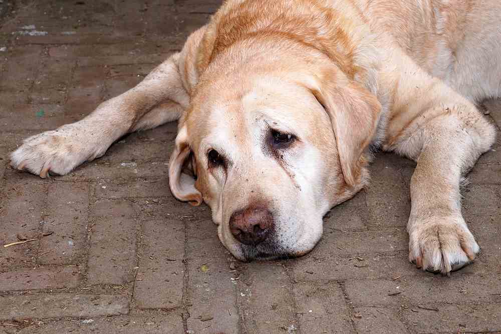 Pancreatitis In Dogs