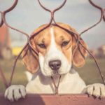 Separation Anxiety In Dogs Separation Anxiety In Dogs