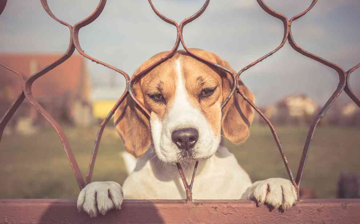 Separation Anxiety In Dogs