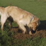 Why Do Dogs Dig? And How To Stop A Dog From Digging Why Do Dogs Dig And How To Stop A Dog From Digging
