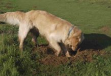 Why Do Dogs Dig? And How To Stop A Dog From Digging Why Do Dogs Dig And How To Stop A Dog From Digging