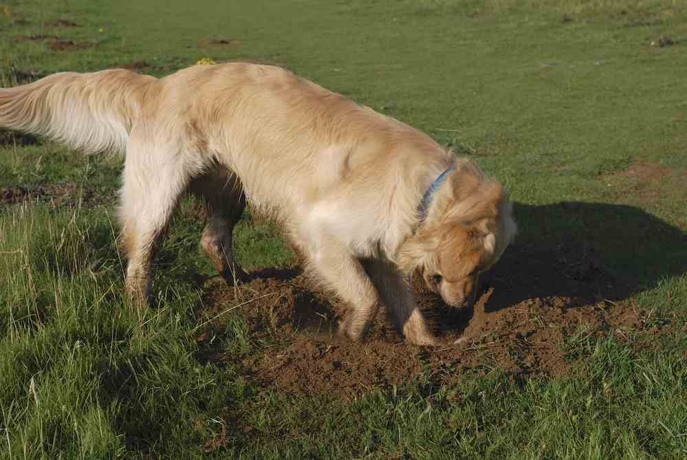 Why Do Dogs Dig And How To Stop A Dog From Digging
