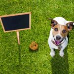 Coprophagia: Why Do Dogs Eat Poop? coprophagia dog eating poop