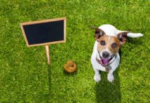 Coprophagia: Why Do Dogs Eat Poop? coprophagia dog eating poop
