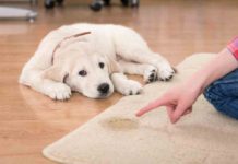 Housetraining: How To Potty Train A Puppy or Dog housetraining puppy dog