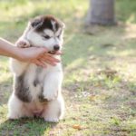 How To Stop A Puppy From Biting, Nipping & Mouthing stop puppy biting