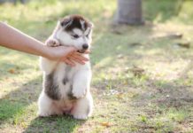 How To Stop A Puppy From Biting, Nipping & Mouthing stop puppy biting