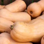 Can Dogs Eat Squash Or Is Squash Bad For Dogs