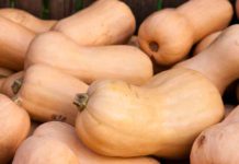 Can Dogs Eat Squash Or Is Squash Bad For Dogs