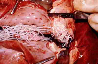 heartworms in dogs