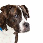 Boxer Pitbull Mix - A.K.A BullBoxer Pit