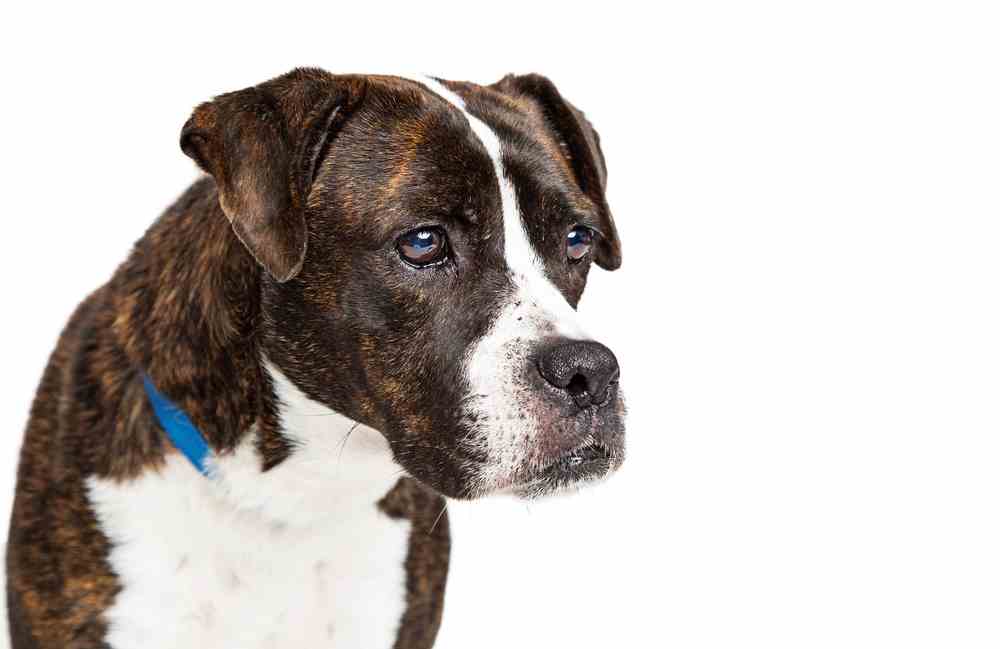 Boxer Pitbull Mix - A.K.A BullBoxer Pit