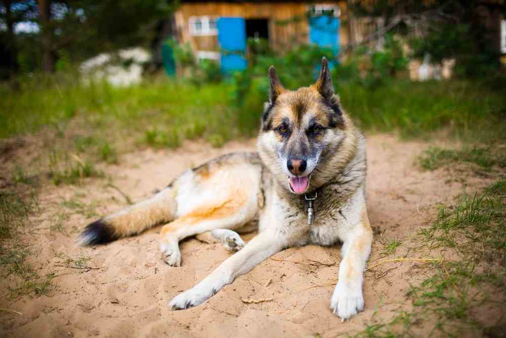 German Shepherd Husky Mix – A.K.A Gerberian Shepsky