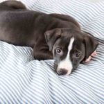 Everything You Need To Know About Labrabulls (Lab Pit Mixes) Labrador Pit Bull Mix (A.K.A Labrabull)