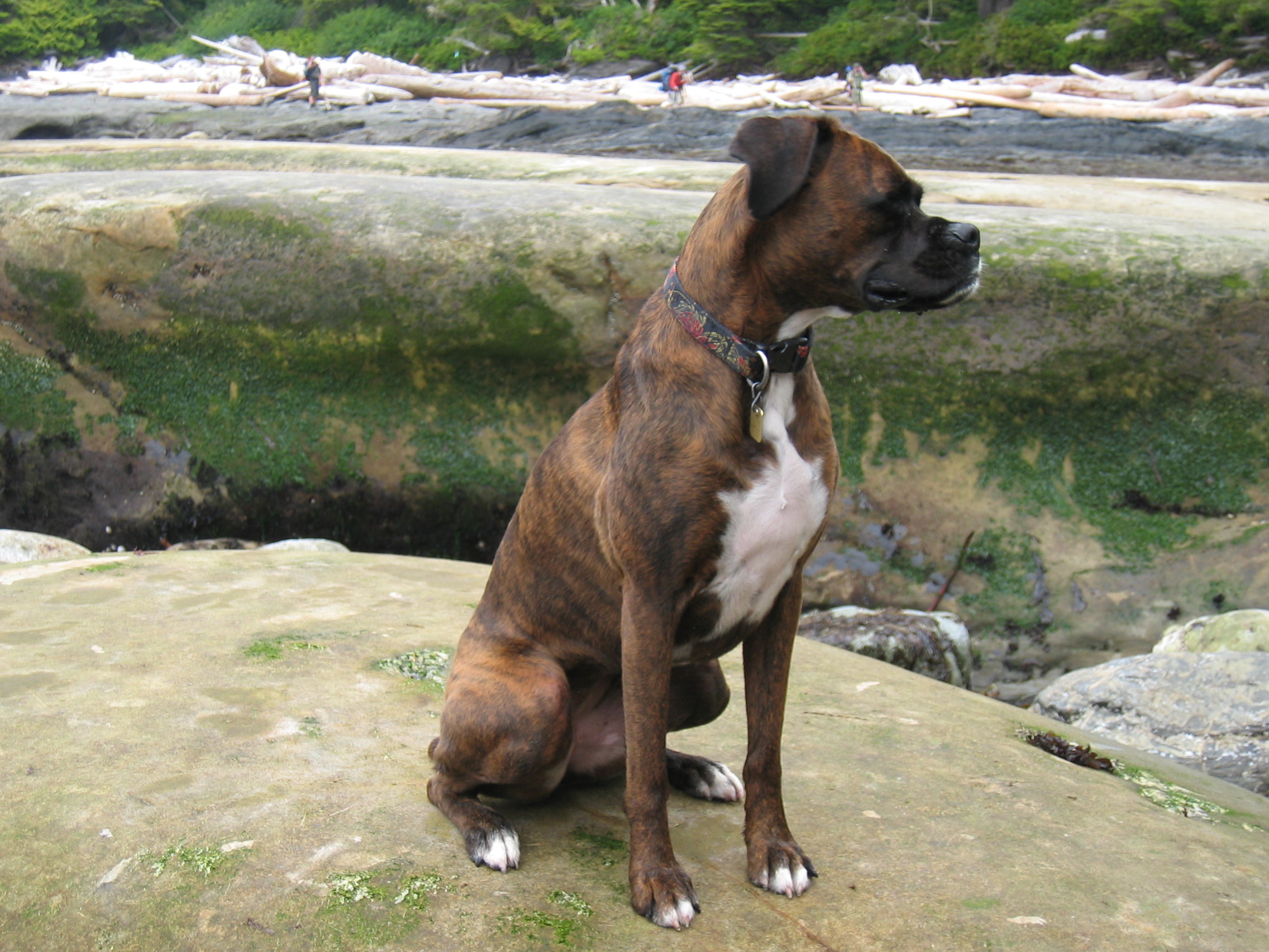 boxer sitting