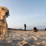 Boxer Lab Mix (A.K.A The Boxador)