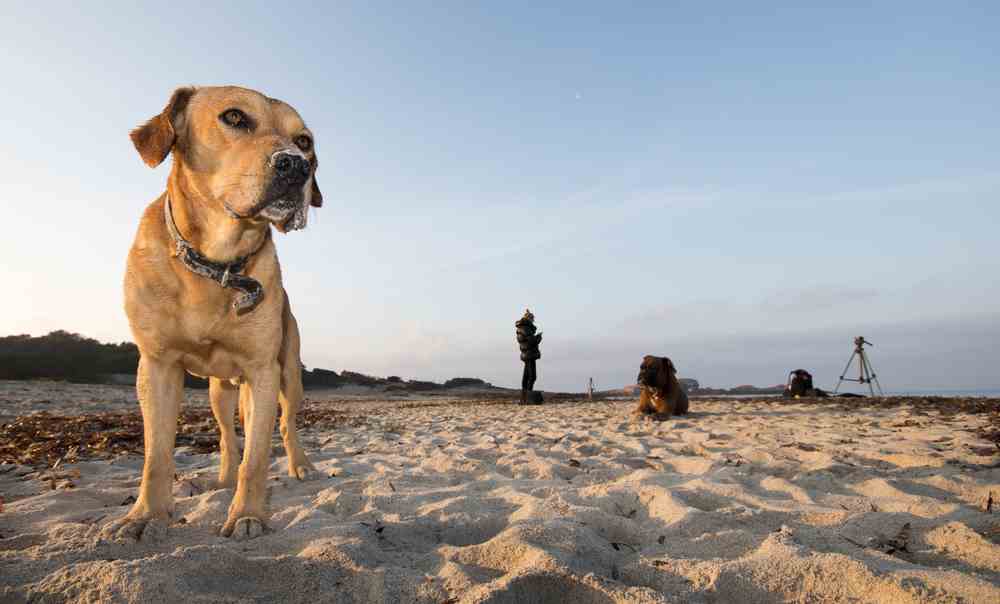 Boxer Lab Mix (A.K.A The Boxador)