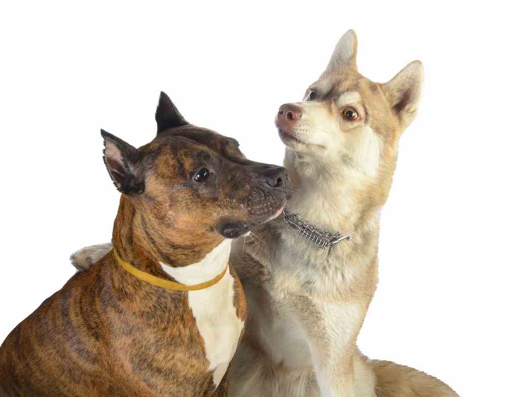 Pitbull Husky Mix (A.K.A Pitsky)