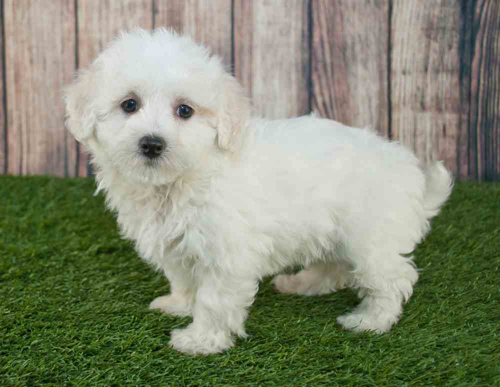 Teacup Maltipoo (Teacup Maltese Poodle Mix)