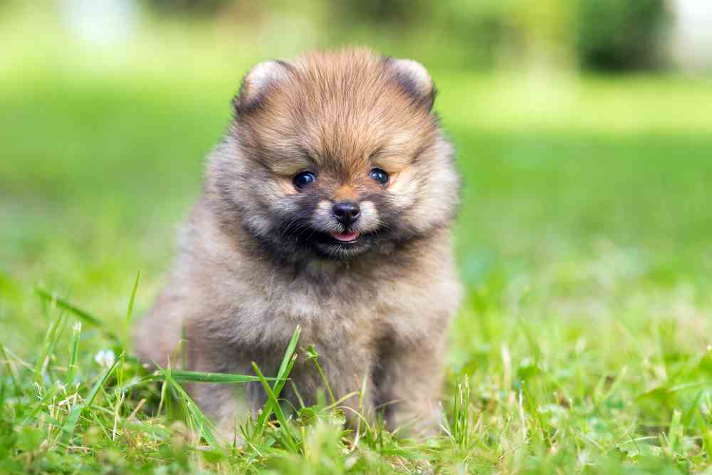 Teacup Pomeranian (A.K.A Miniature Pomeranian)