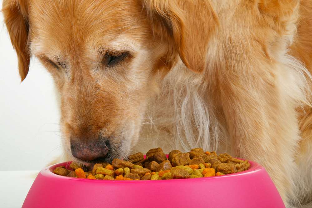 4health Dog Food Reviews & Recalls
