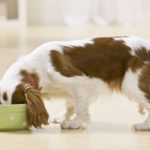 Everything You Need To Know About Acana Dog Food Acana Dog Food Reviews & Recalls