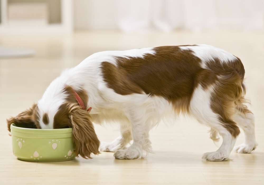 Acana Dog Food Reviews & Recalls
