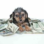 Best Cheap Dog Food For The Money
