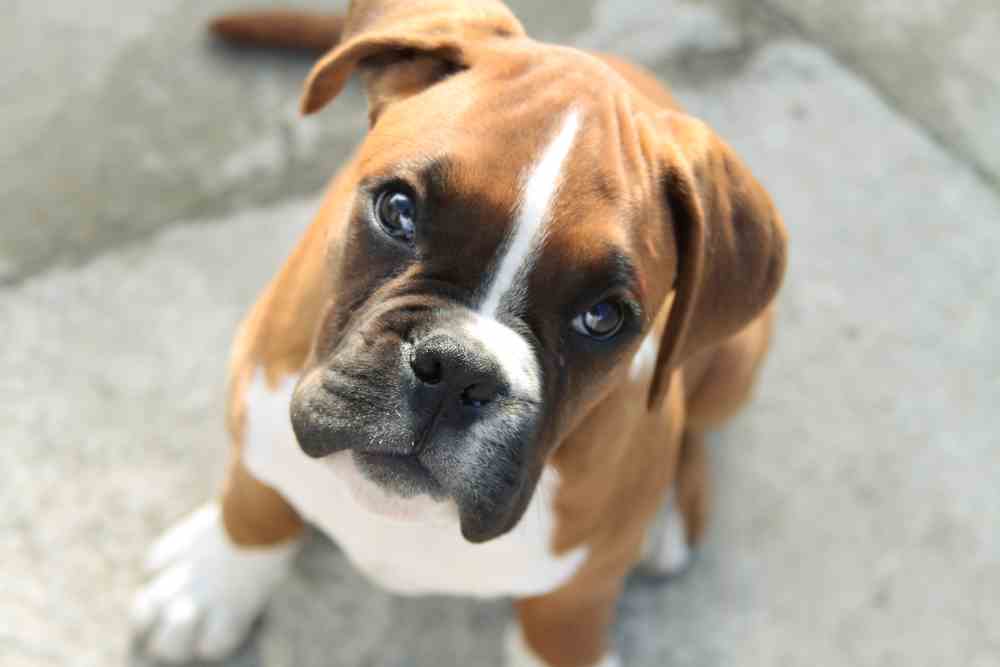 Best Dog Food For Boxers