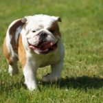 Best Dog Food For Bulldogs