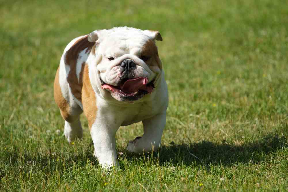 Best Dog Food For Bulldogs