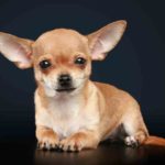 Best Dog Food For Chihuahuas