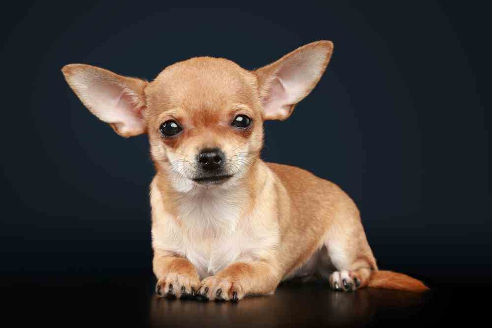 Best Dog Food For Chihuahuas