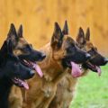 Best Dog Food For German Shepherds
