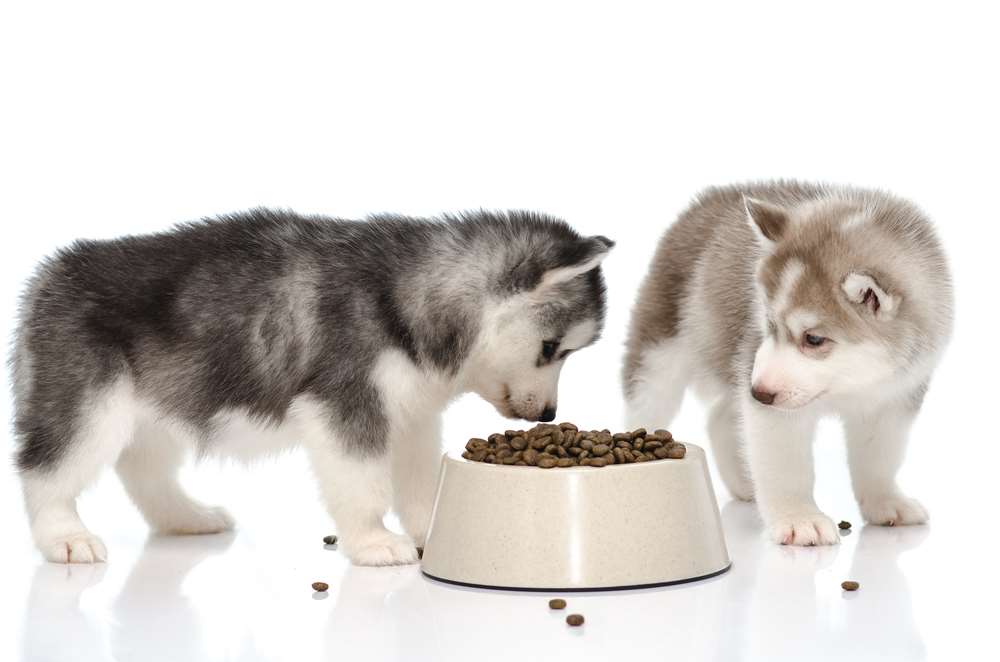 Blue Buffalo Dog Food Reviews & Recalls