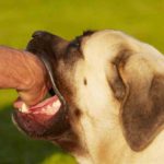 Dog Bite Prevention Week
