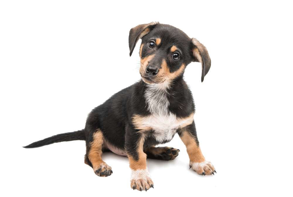 Fromm Dog Food Reviews & Recalls