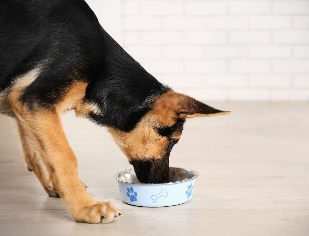 Orijen Dog Food Reviews & Recalls