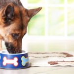 Wellness Dog Food Reviews and Recalls In 2023 dog eating from a bowl