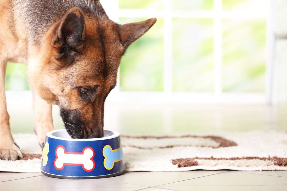 dog eating from a bowl