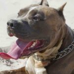 The American Bully (AKA Bully Pitbulls) – Your Complete Guide American Bully (A.K.A Bully Pitbull)