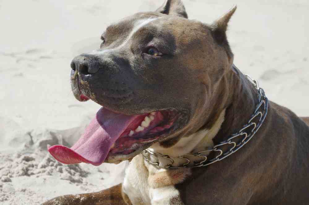 American Bully (A.K.A Bully Pitbull)