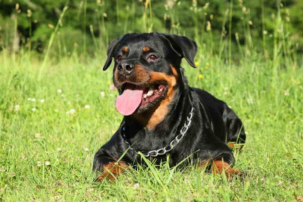 Best Dog Food For Rottweilers