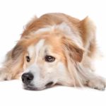 Border Collie Golden Retriever Mix