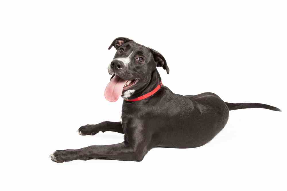 Border Collie Lab Mix